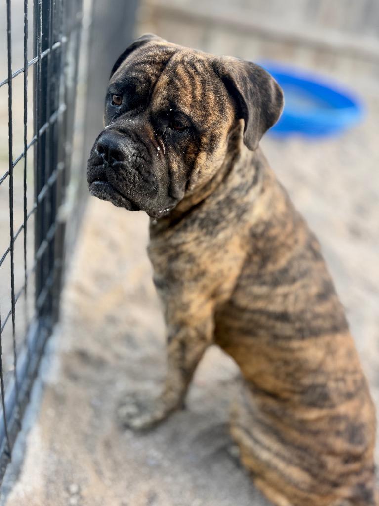 Teeter, Adoptable, Young Male Mastiff.