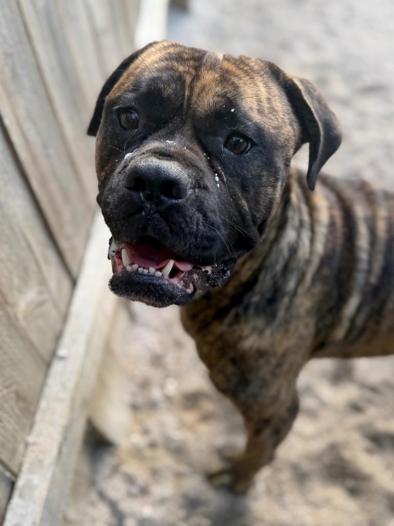 Enlarge Teeter, a Adoptable Mastiff in Muskegon, MI image 2/3