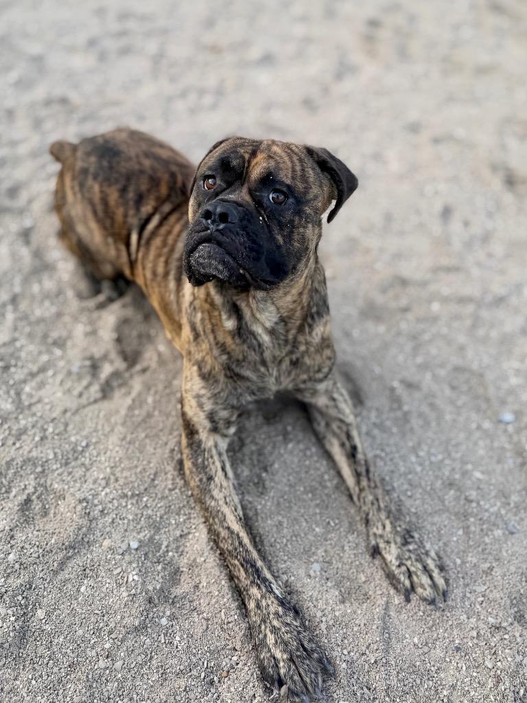 Enlarge Teeter, a Adoptable Mastiff in Muskegon, MI image 3/3