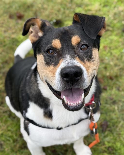 Enlarge CASEY, a Adoptable mixed breed in Kent, WA image 1/1