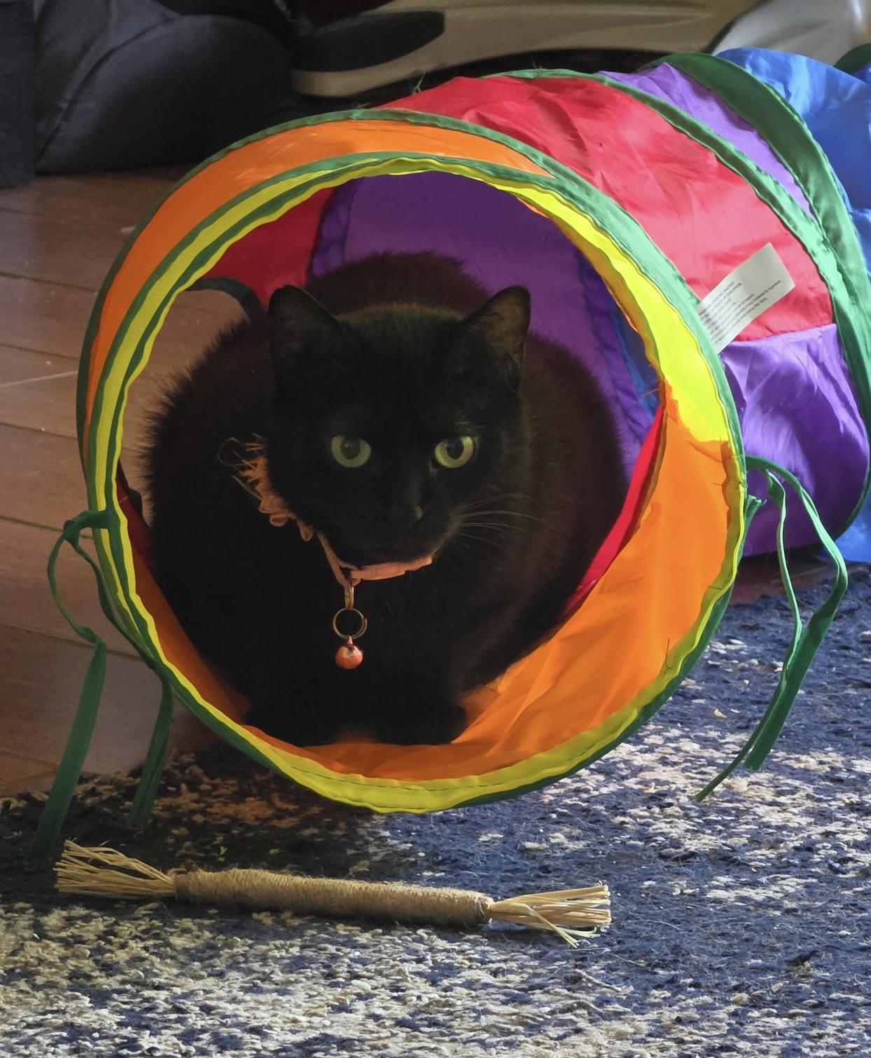 EBONY, adoptable, Adult Female Domestic Short Hair.