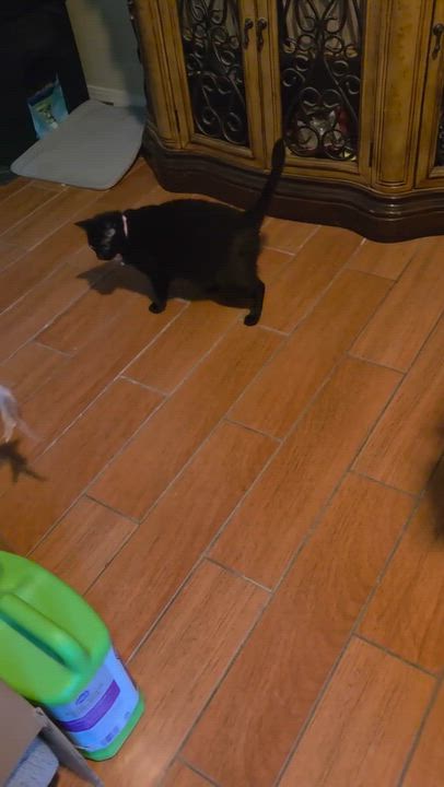 Enlarge EBONY, an adoptable mixed breed in pensacola, FL video 5/5