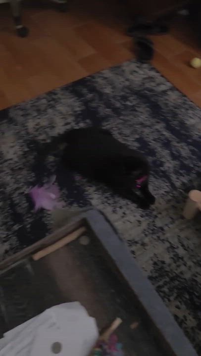 Enlarge EBONY, an adoptable mixed breed in pensacola, FL video 4/5
