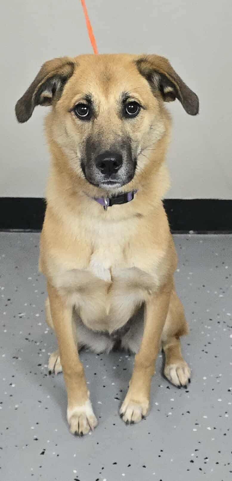 Coven *foster needed*