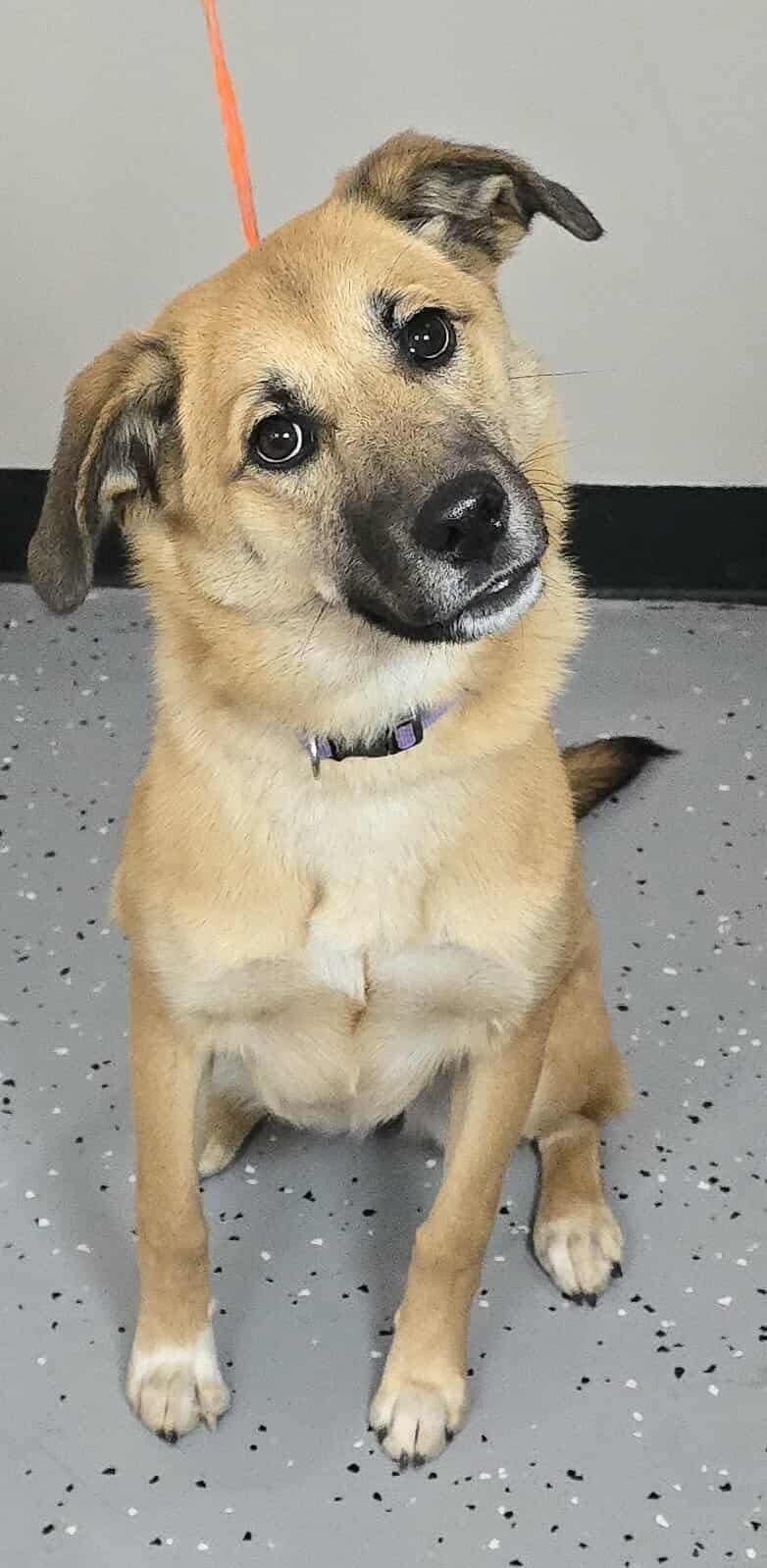 Coven *foster needed*