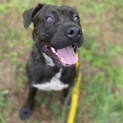 Spook, Adoptable, Young Male Mixed Breed.