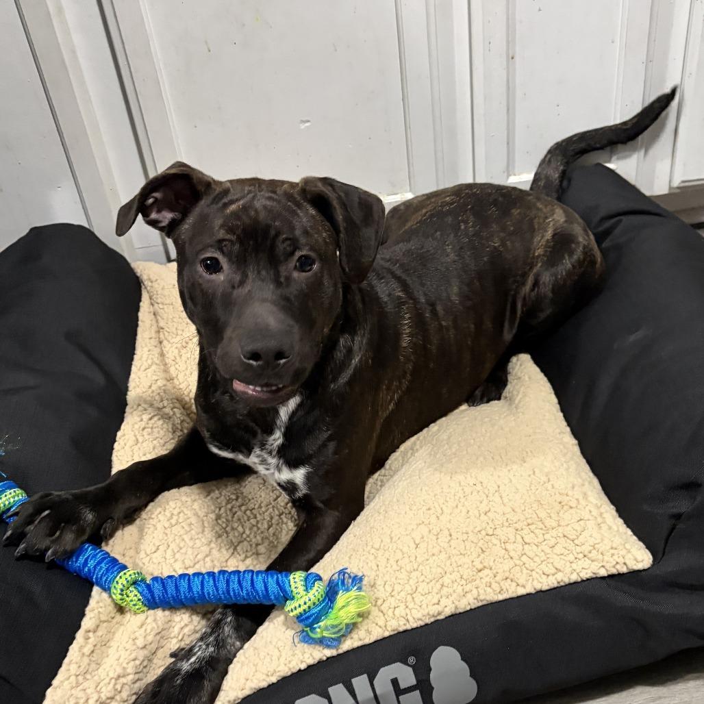 Enlarge Spook, a Adoptable Mixed Breed in Greensboro, NC image 2/5