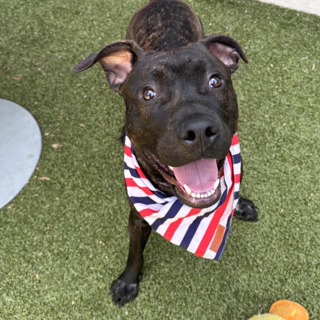 Fifa, Adoptable, Young Male Mixed Breed.