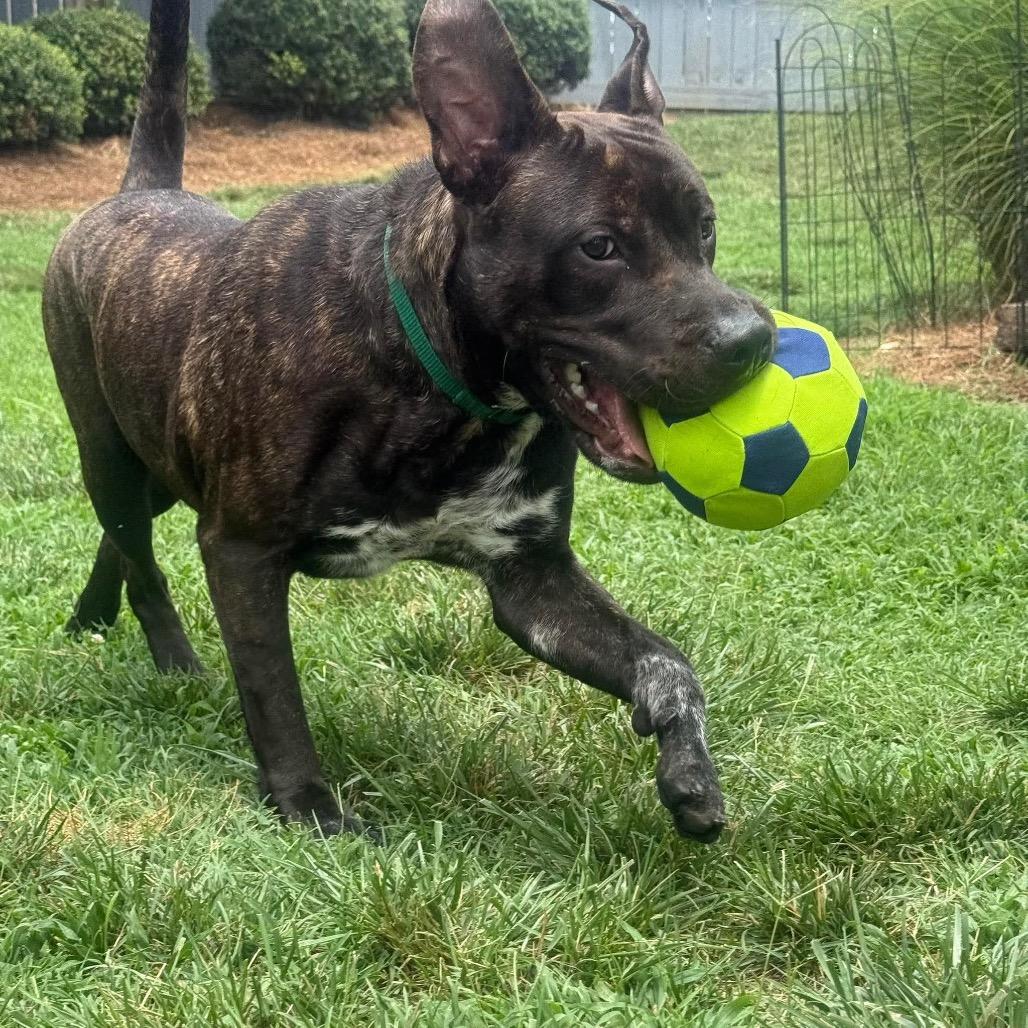 Enlarge Fifa, a Adoptable Mixed Breed in Greensboro, NC image 2/6