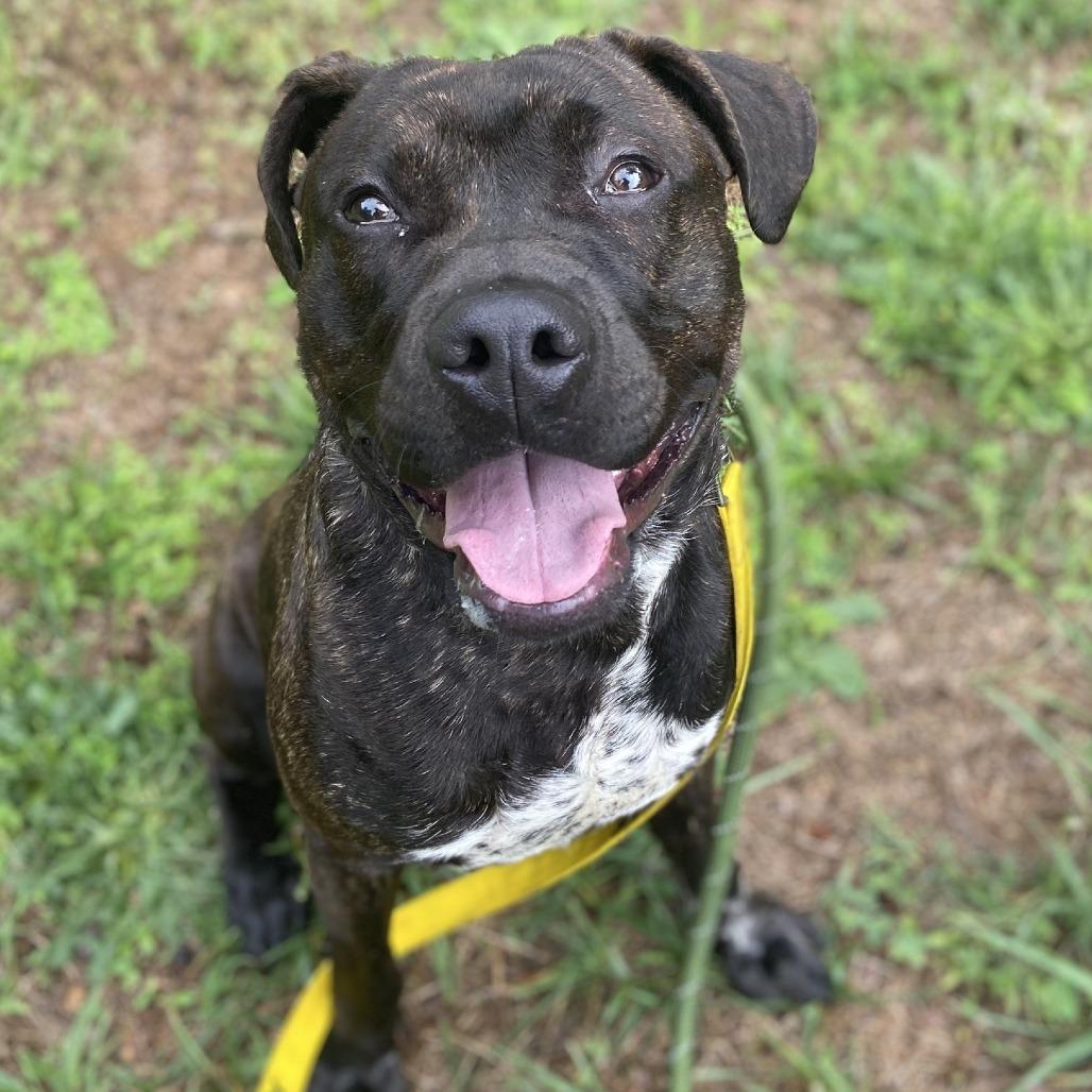 Enlarge Spook, a Adoptable Mixed Breed in Greensboro, NC image 3/5