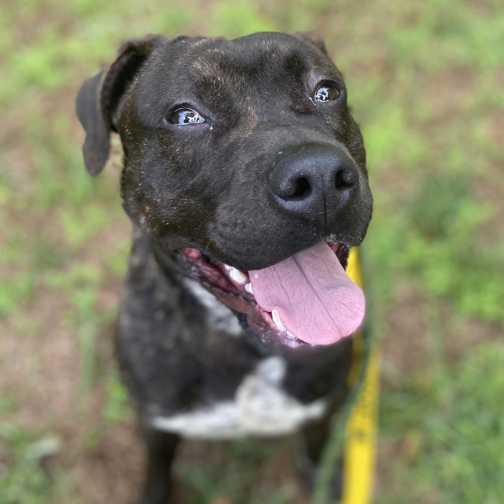 Enlarge Spook, a Adoptable Mixed Breed in Greensboro, NC image 4/5