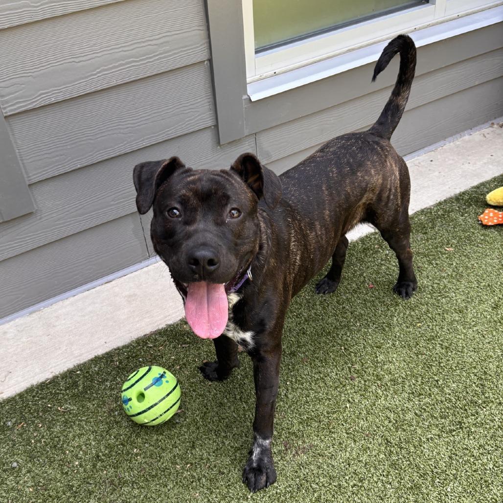 Enlarge Spook, a Adoptable Mixed Breed in Greensboro, NC image 5/5