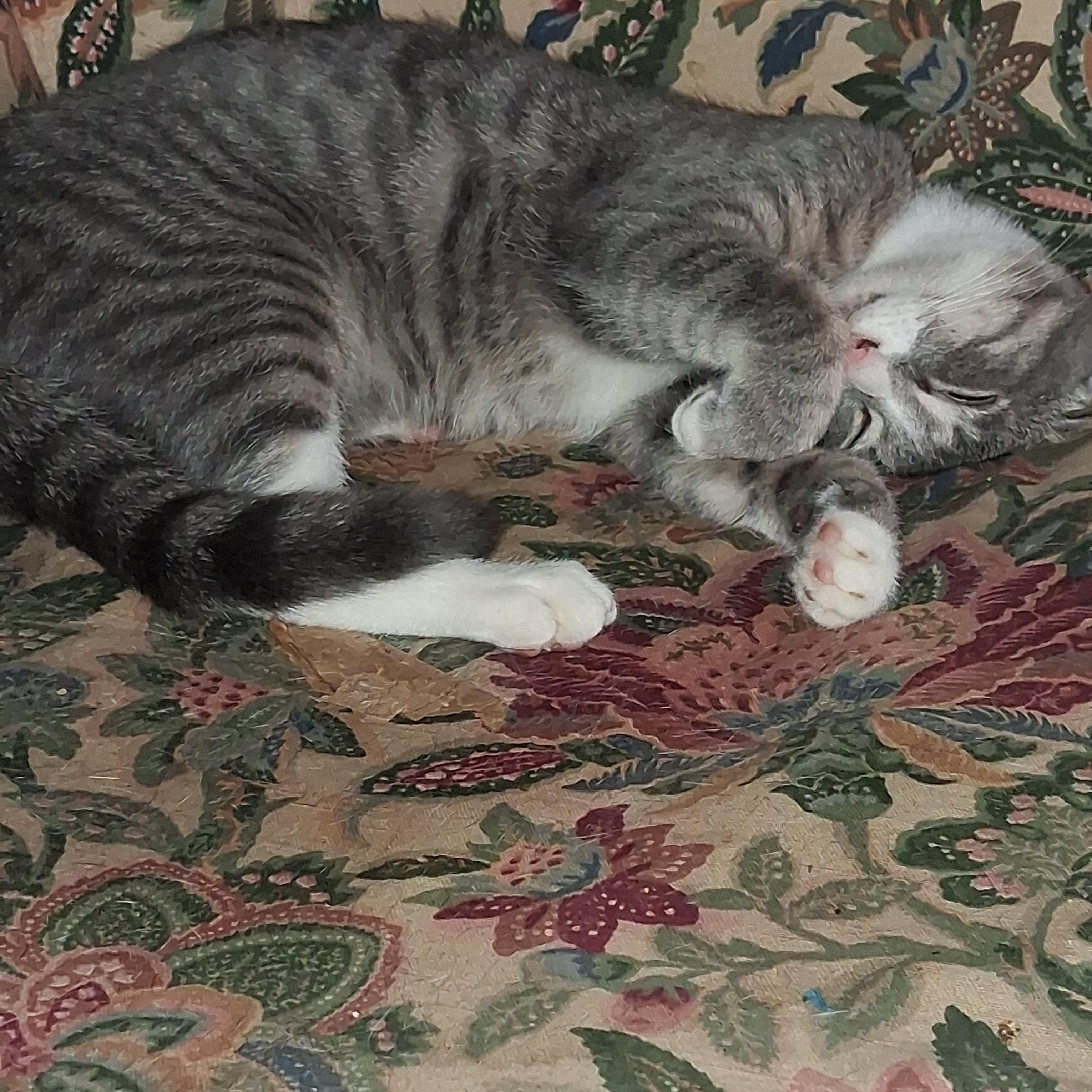 Peaches, Adoptable, Young Female American Shorthair.