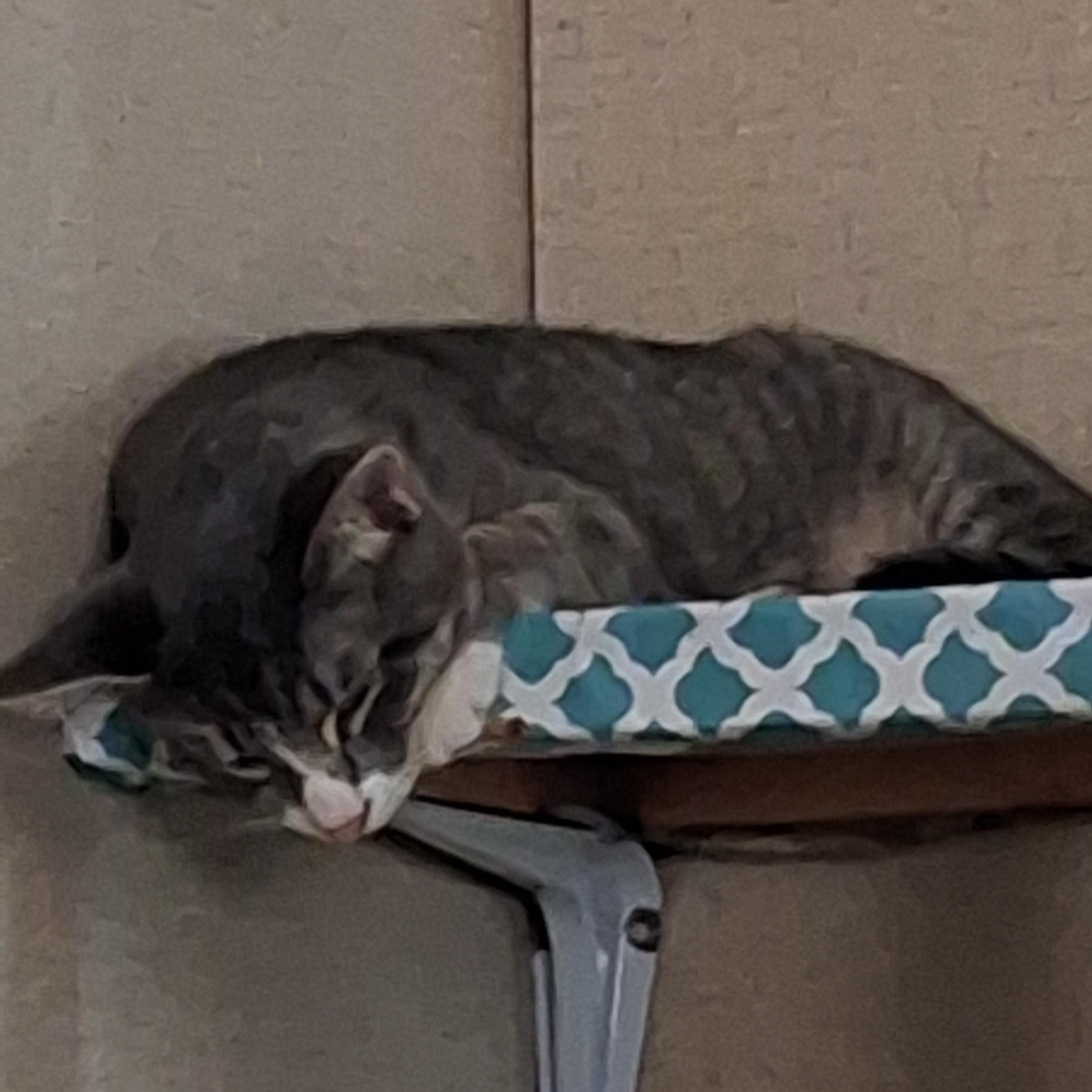 Enlarge Peaches, a Adoptable American Shorthair in Sherman, TX image 2/2