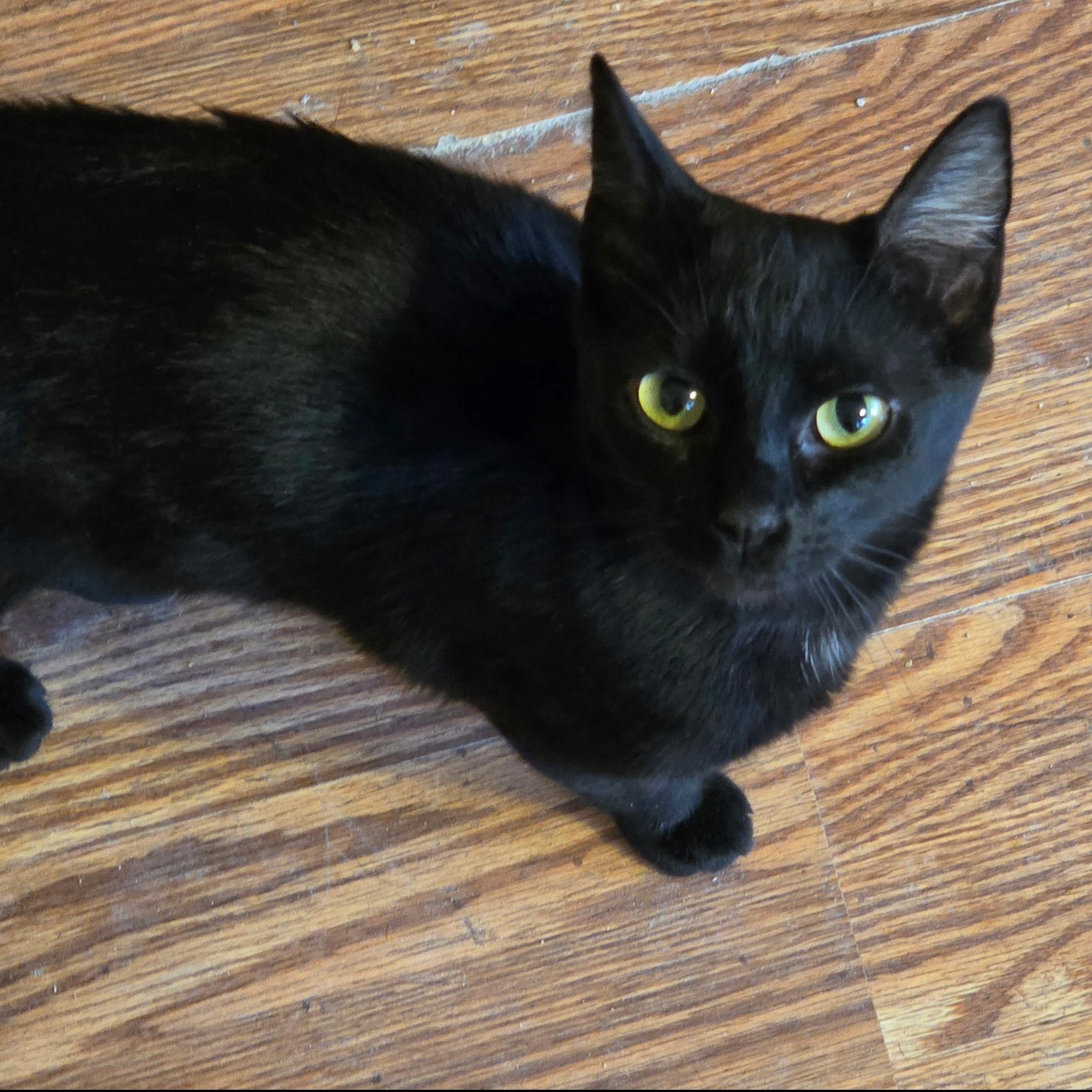 Payton, Adoptable, Adult Female Domestic Short Hair.