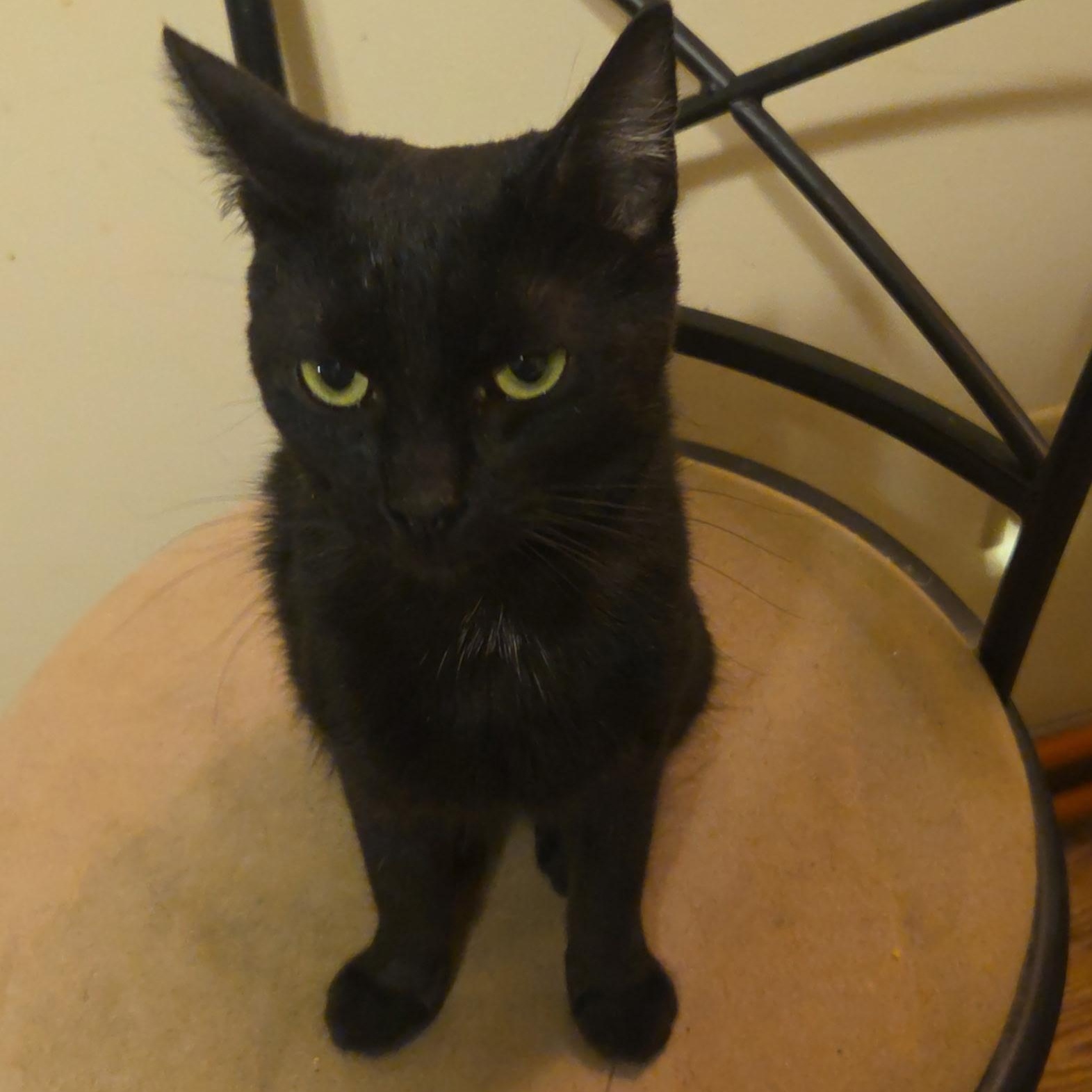 Enlarge Payton, a Adoptable Domestic Short Hair in Topsham, ME image 2/2