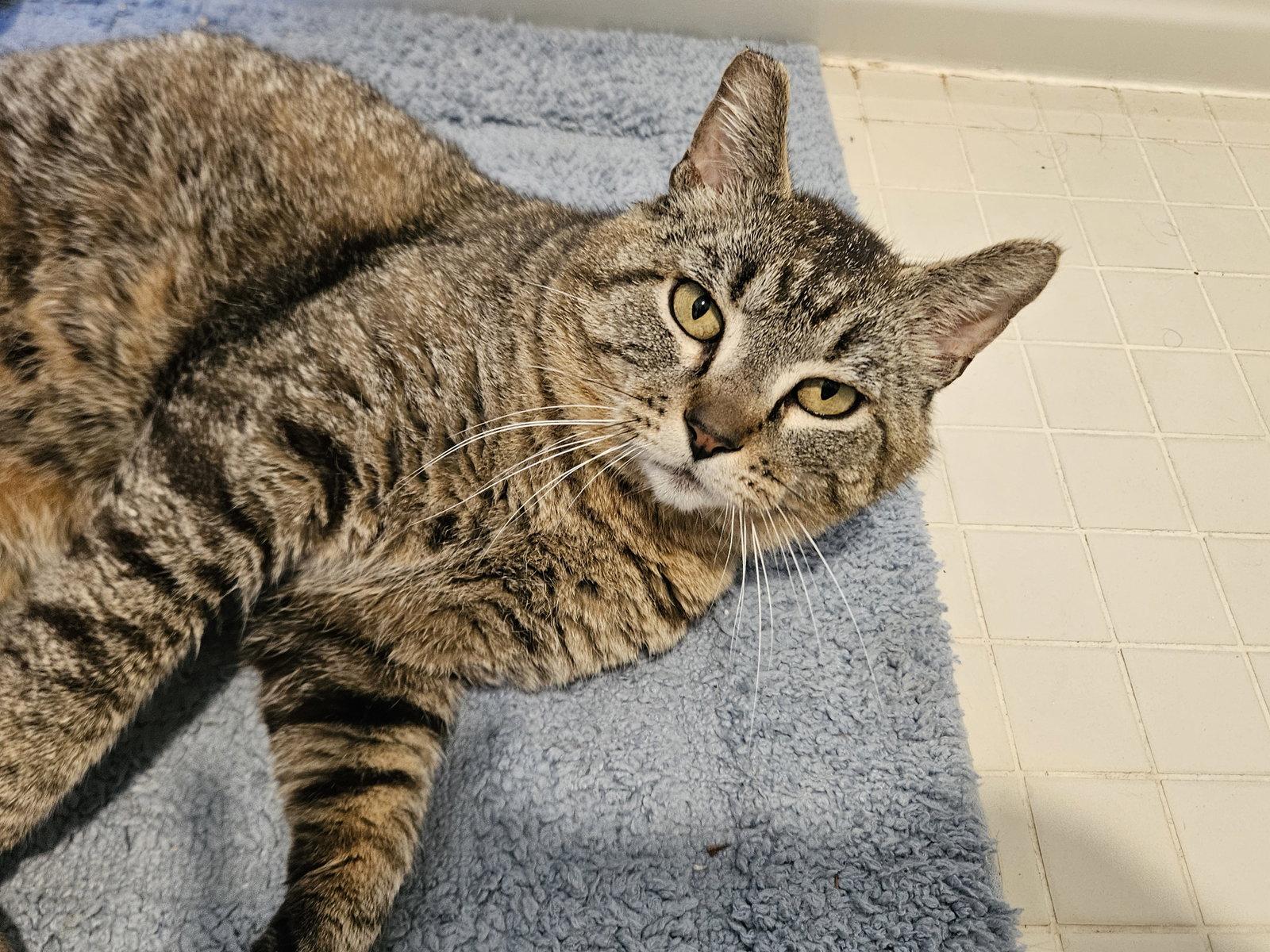 KAI #1954 - Offered by Owner - Indoor Life!!!, Adopted, Adult Male Domestic Short Hair & Tabby.