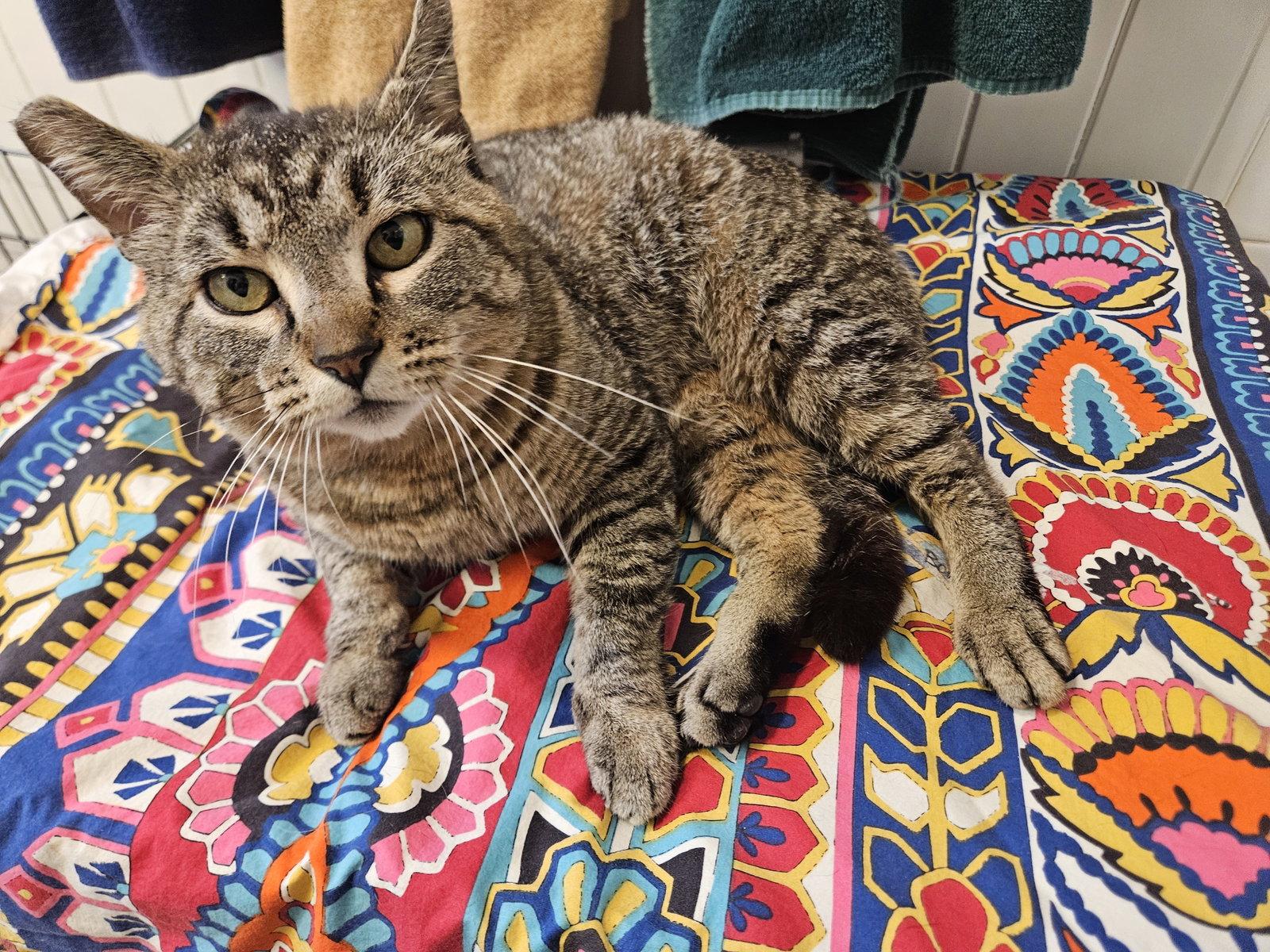 KAI #1954 - Offered by Owner - Indoor Life!!!, a Adopted mixed breed in Hillsboro, OR image 2/2