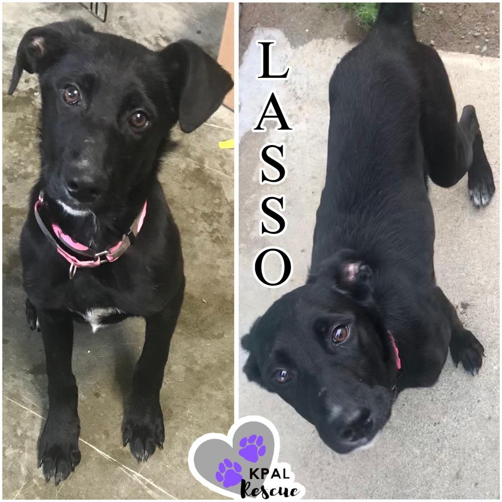 Lasso - Yeehaw Litter, Adoptable, Puppy Female Mixed Breed & Mixed Breed.