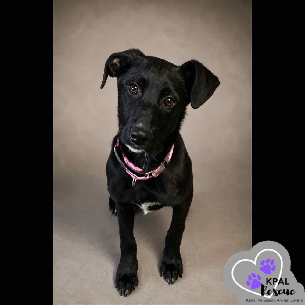 Enlarge Lasso - Yeehaw Litter, a Adoptable mixed breed in Kenai, AK image 2/4