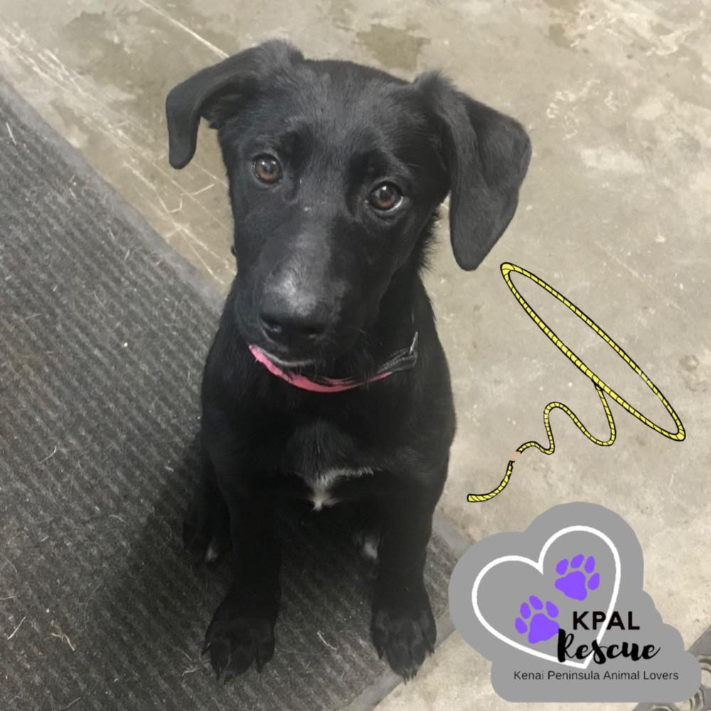 Enlarge Lasso - Yeehaw Litter, a Adoptable mixed breed in Kenai, AK image 1/1