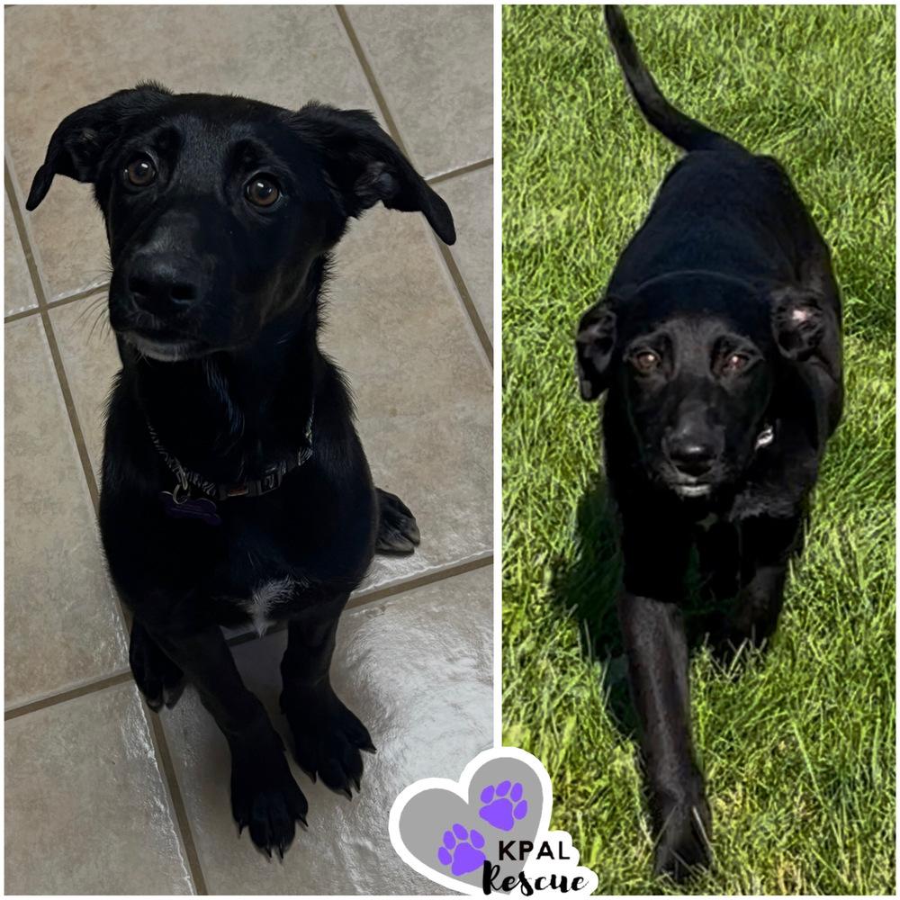 Enlarge Lasso - Yeehaw Litter, a Adoptable mixed breed in Kenai, AK image 4/4