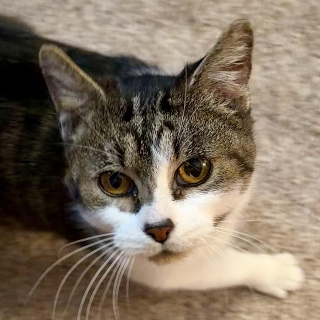 Enlarge Tippy, a Adoptable Domestic Short Hair in Overland Park, KS image 1/6