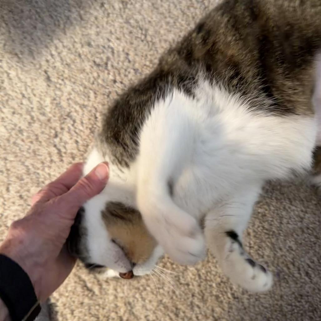 Enlarge Tippy, a Adoptable Domestic Short Hair in Overland Park, KS image 2/6