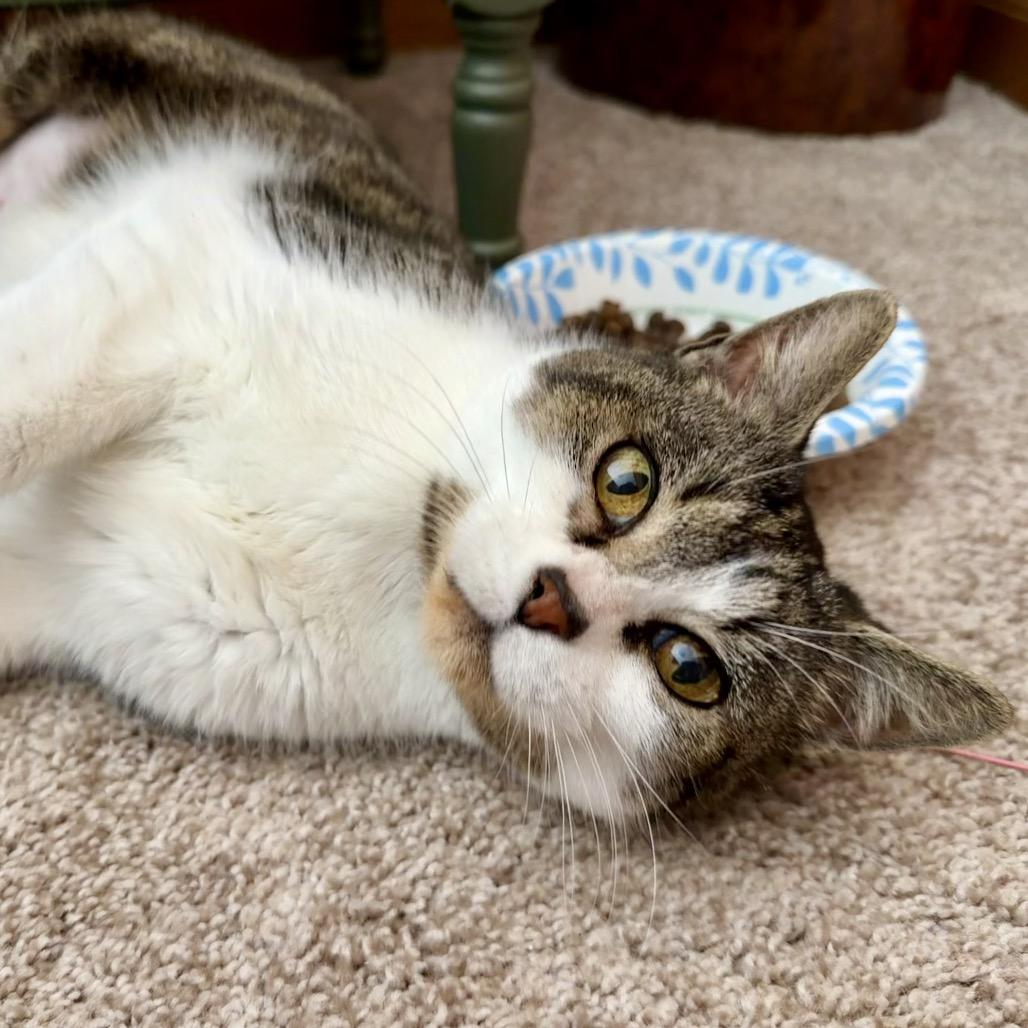 Enlarge Tippy, a Adoptable Domestic Short Hair in Overland Park, KS image 3/6