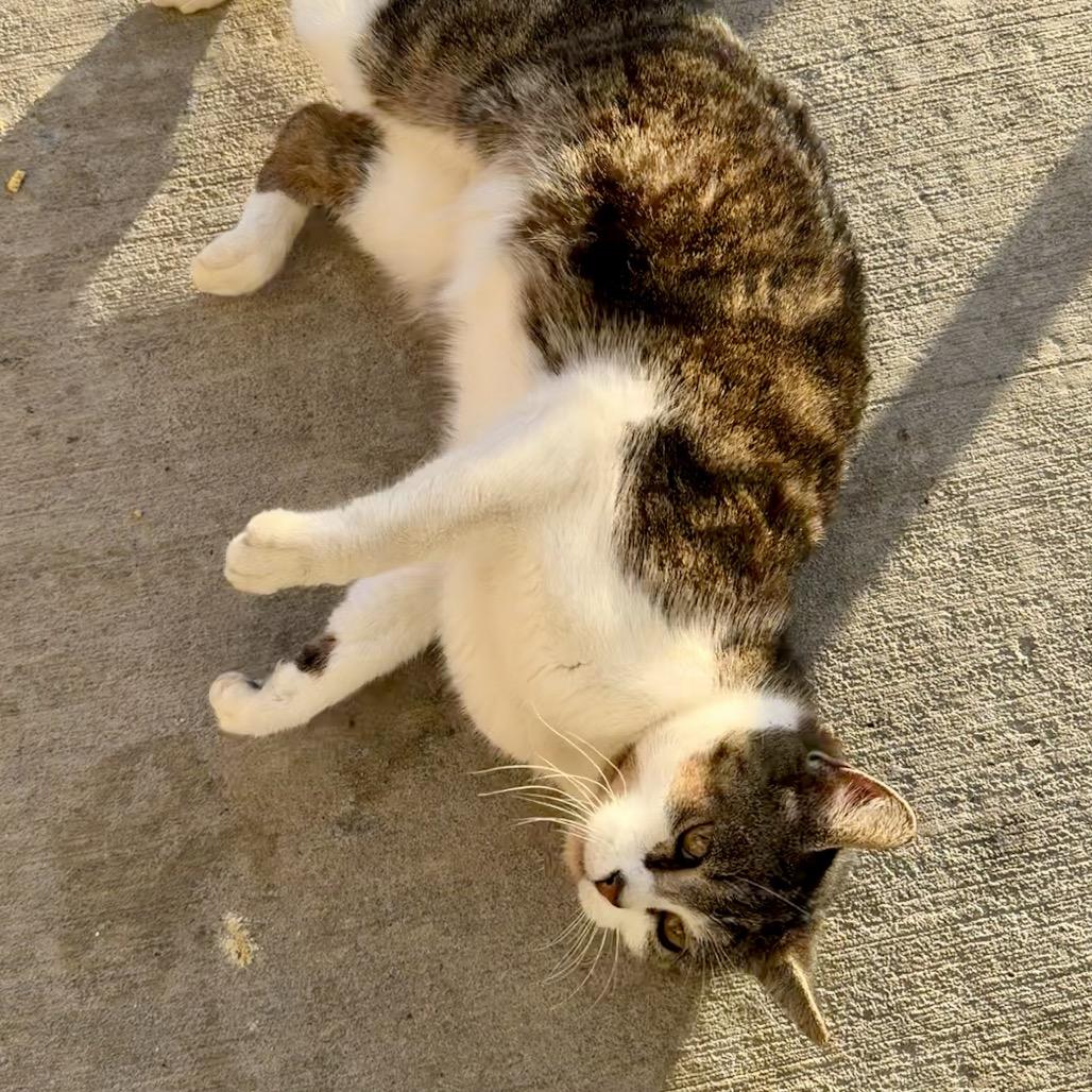 Enlarge Tippy, a Adoptable Domestic Short Hair in Overland Park, KS image 4/6