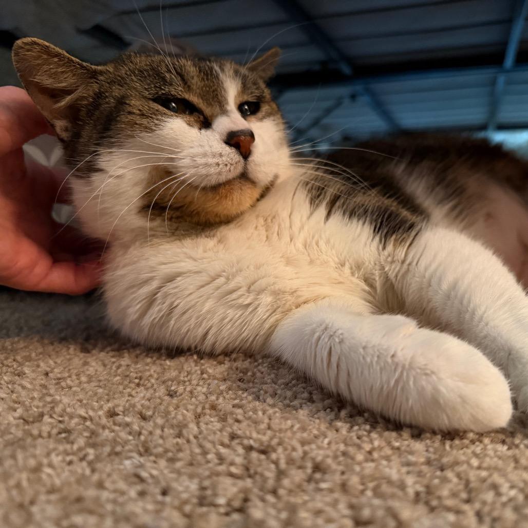 Enlarge Tippy, a Adoptable Domestic Short Hair in Overland Park, KS image 5/6