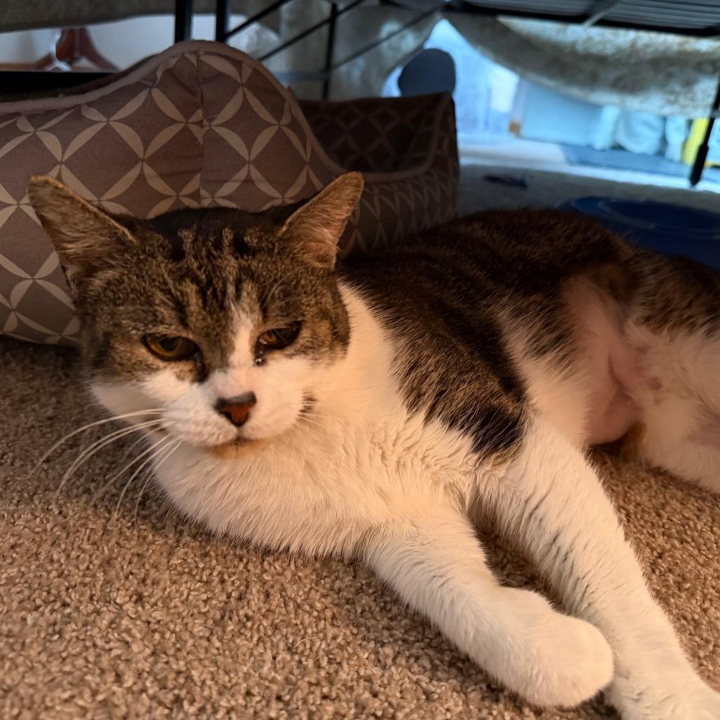 Enlarge Tippy, a Adoptable Domestic Short Hair in Overland Park, KS image 6/6