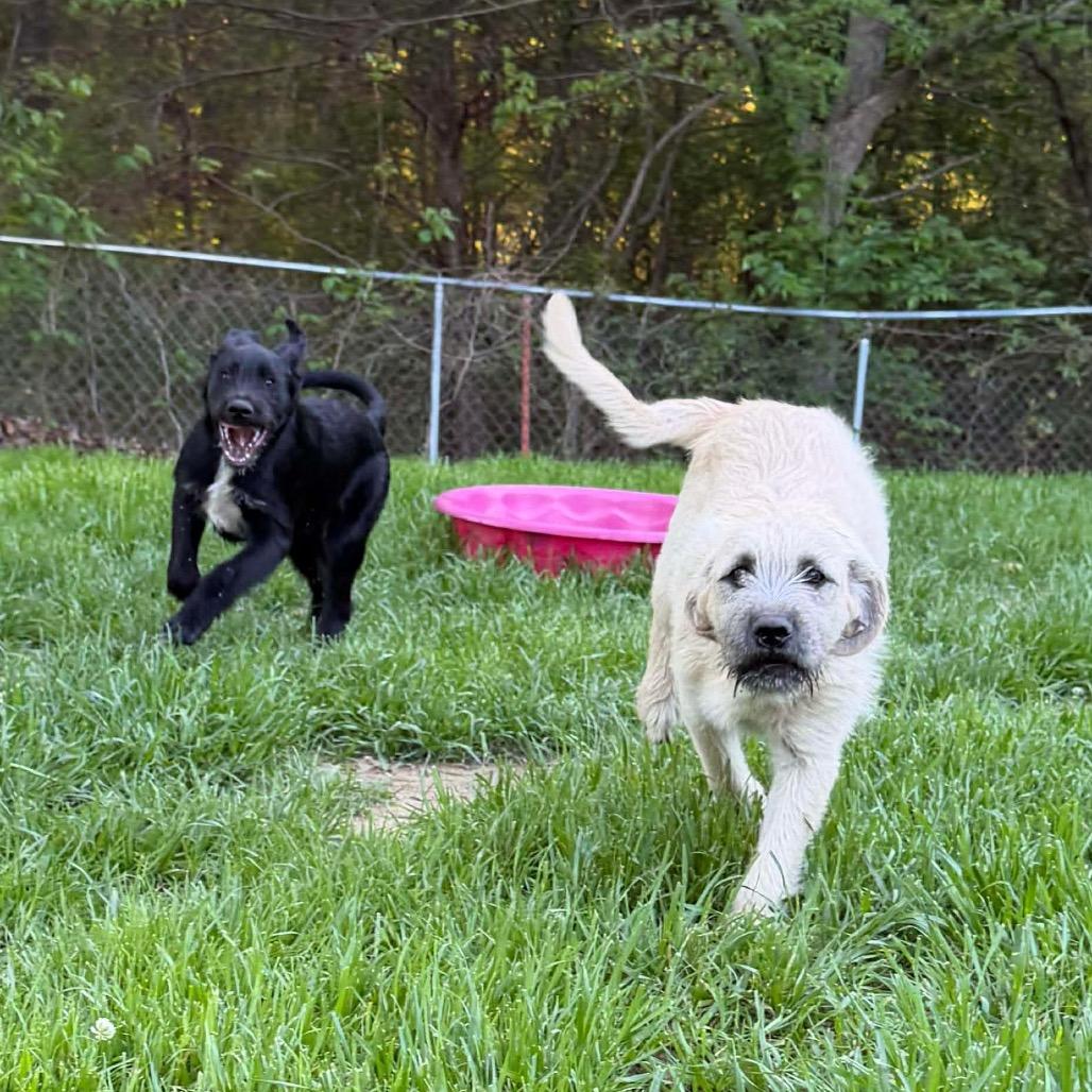 Willa, Adoptable, Puppy Female Great Pyrenees & Australian Cattle Dog / Blue Heeler.