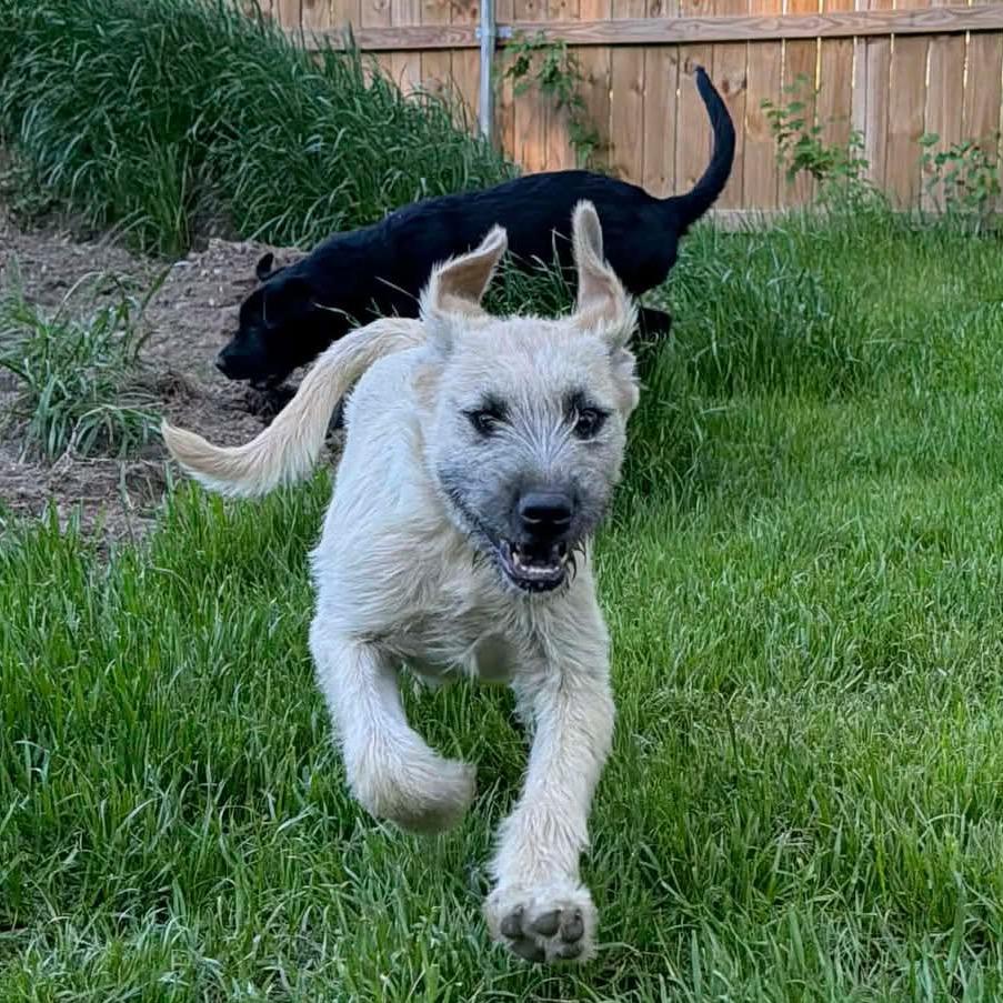 Enlarge Willa, a Adoptable mixed breed in Oxford, ME image 2/5