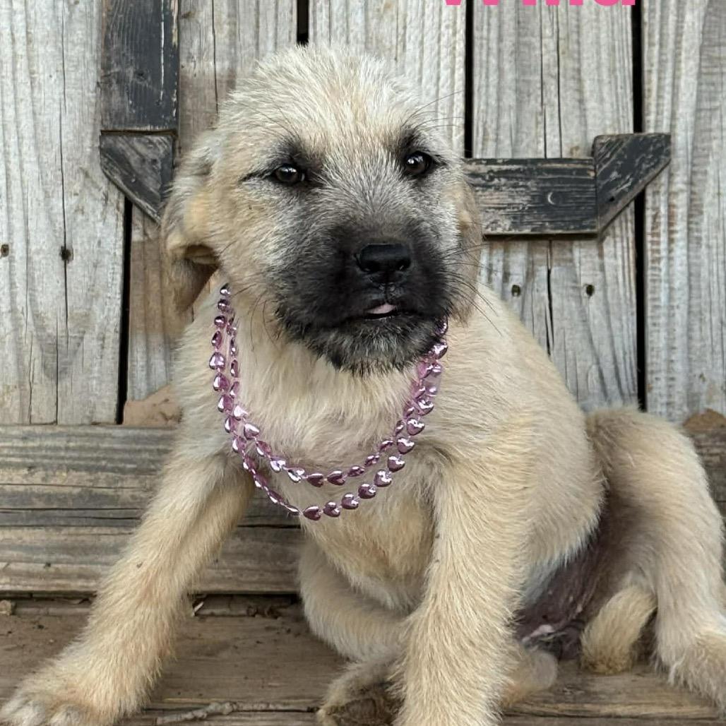 Enlarge Willa, a Adoptable mixed breed in Oxford, ME image 3/5