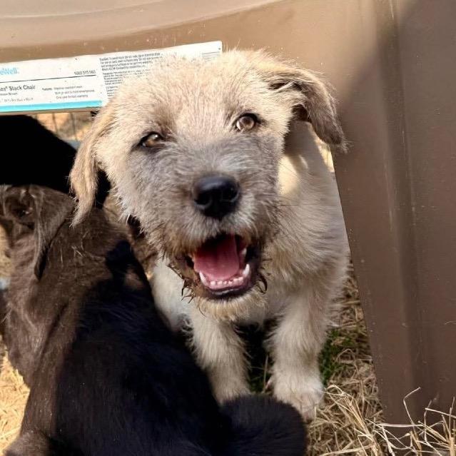 Enlarge Willa, a Adoptable mixed breed in Oxford, ME image 4/5