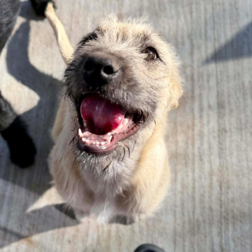 Enlarge Willa, a Adoptable mixed breed in Oxford, ME image 5/5