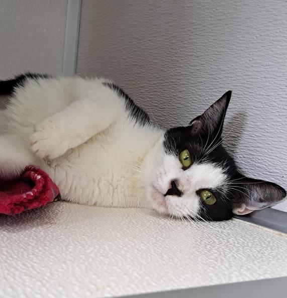 Izzy, Adoptable, Young Female Domestic Short Hair.