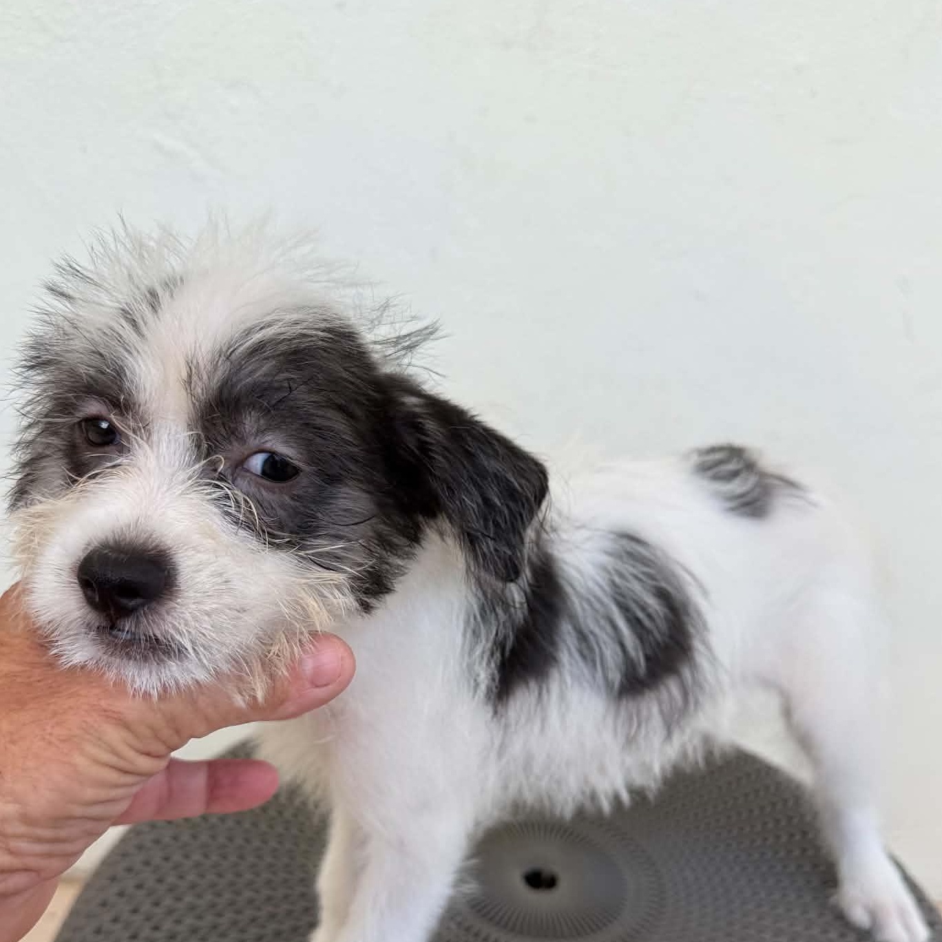 Domino, an adopted mixed breed in Portland, ME image 2/5