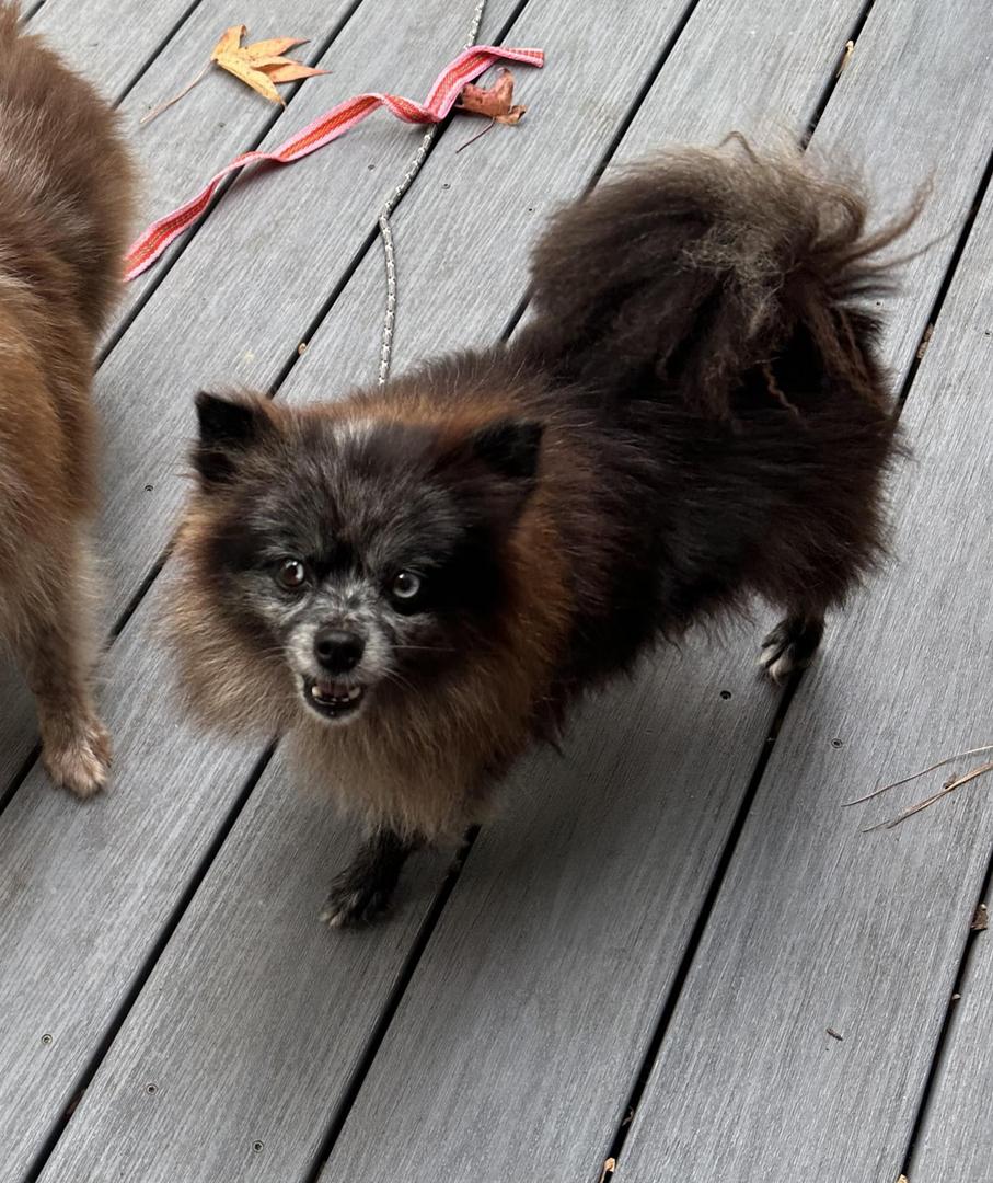 Enlarge Autumn, a Adopted Pomeranian in Virginia Beach, VA image 3/6