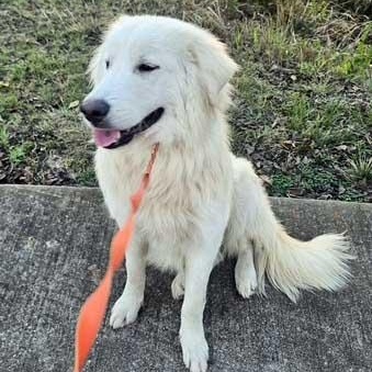 Frost - NEED FOSTER, Adoptable, Young Male Great Pyrenees.
