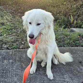 Frost - NEED FOSTER, a Adoptable mixed breed in White Bear Lake, MN image 2/2