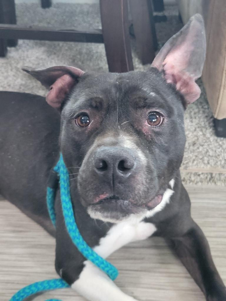 Enlarge Bruce (nka Bruiser), a Adopted Staffordshire Bull Terrier in Indianola, IA image 1/5
