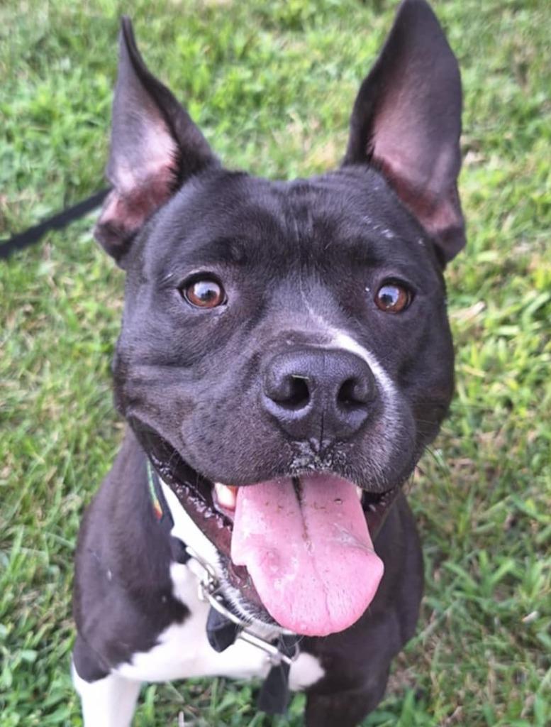 Enlarge Bruce (nka Bruiser), a Adopted Staffordshire Bull Terrier in Indianola, IA image 2/5
