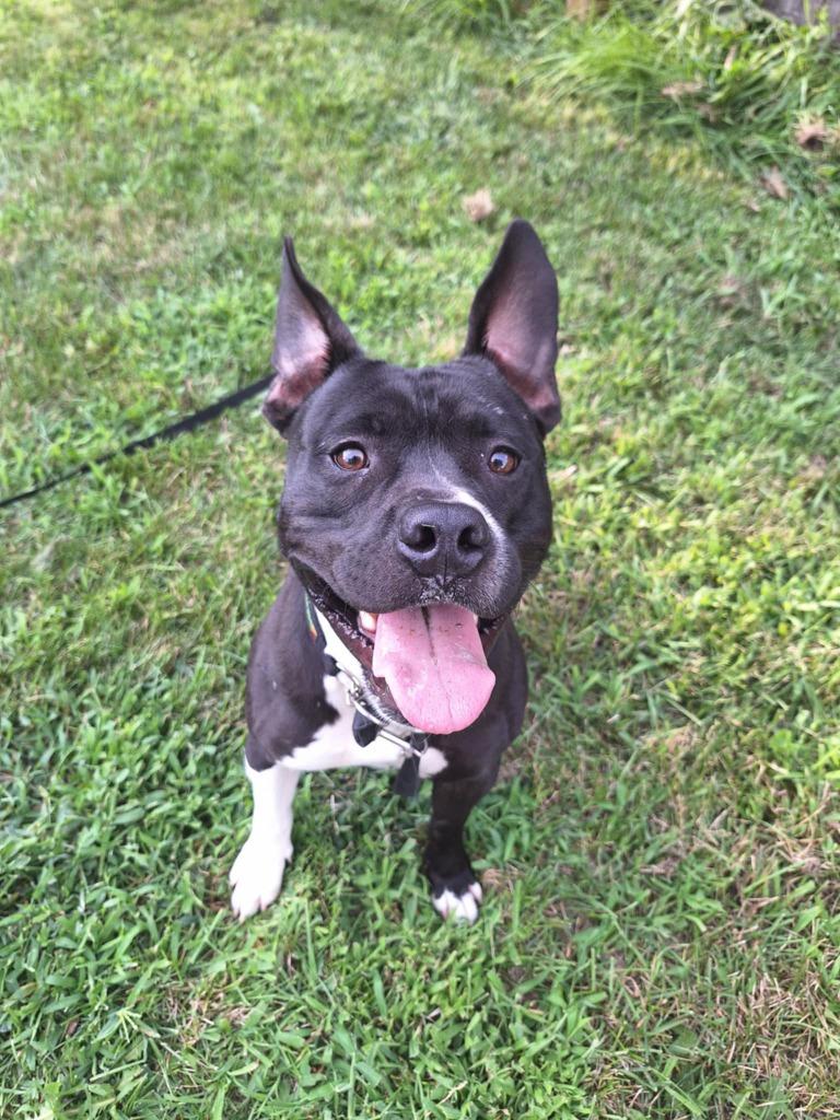 Enlarge Bruce (nka Bruiser), a Adopted Staffordshire Bull Terrier in Indianola, IA image 3/5