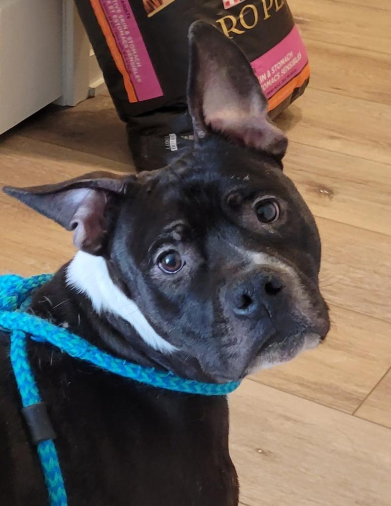 Enlarge Bruce (nka Bruiser), a Adopted Staffordshire Bull Terrier in Indianola, IA image 4/5