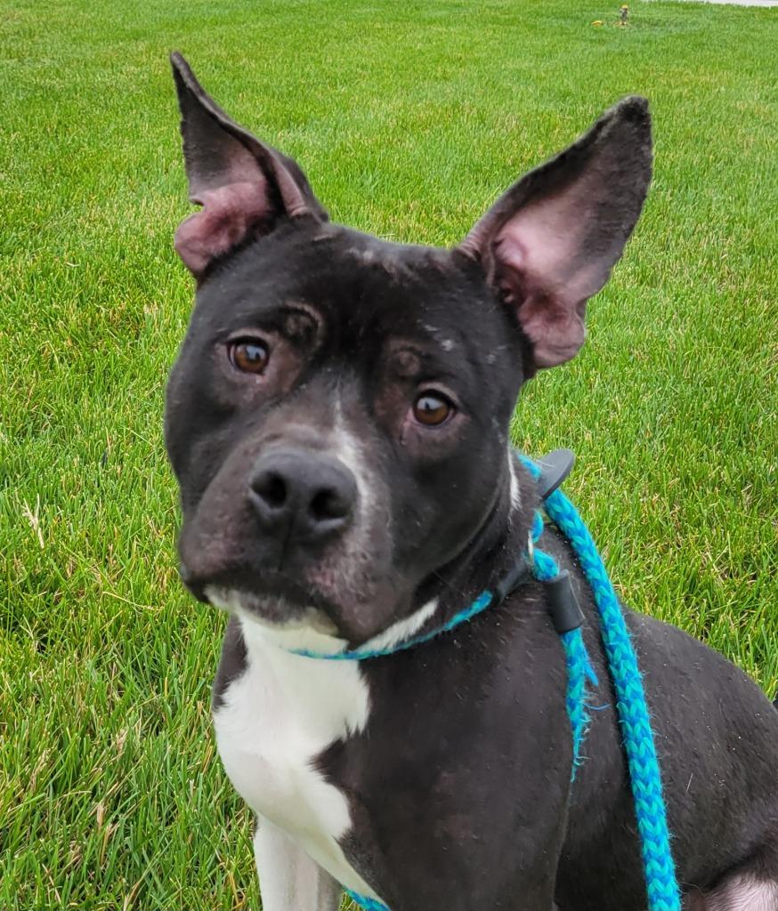 Enlarge Bruce (nka Bruiser), a Adopted Staffordshire Bull Terrier in Indianola, IA image 5/5