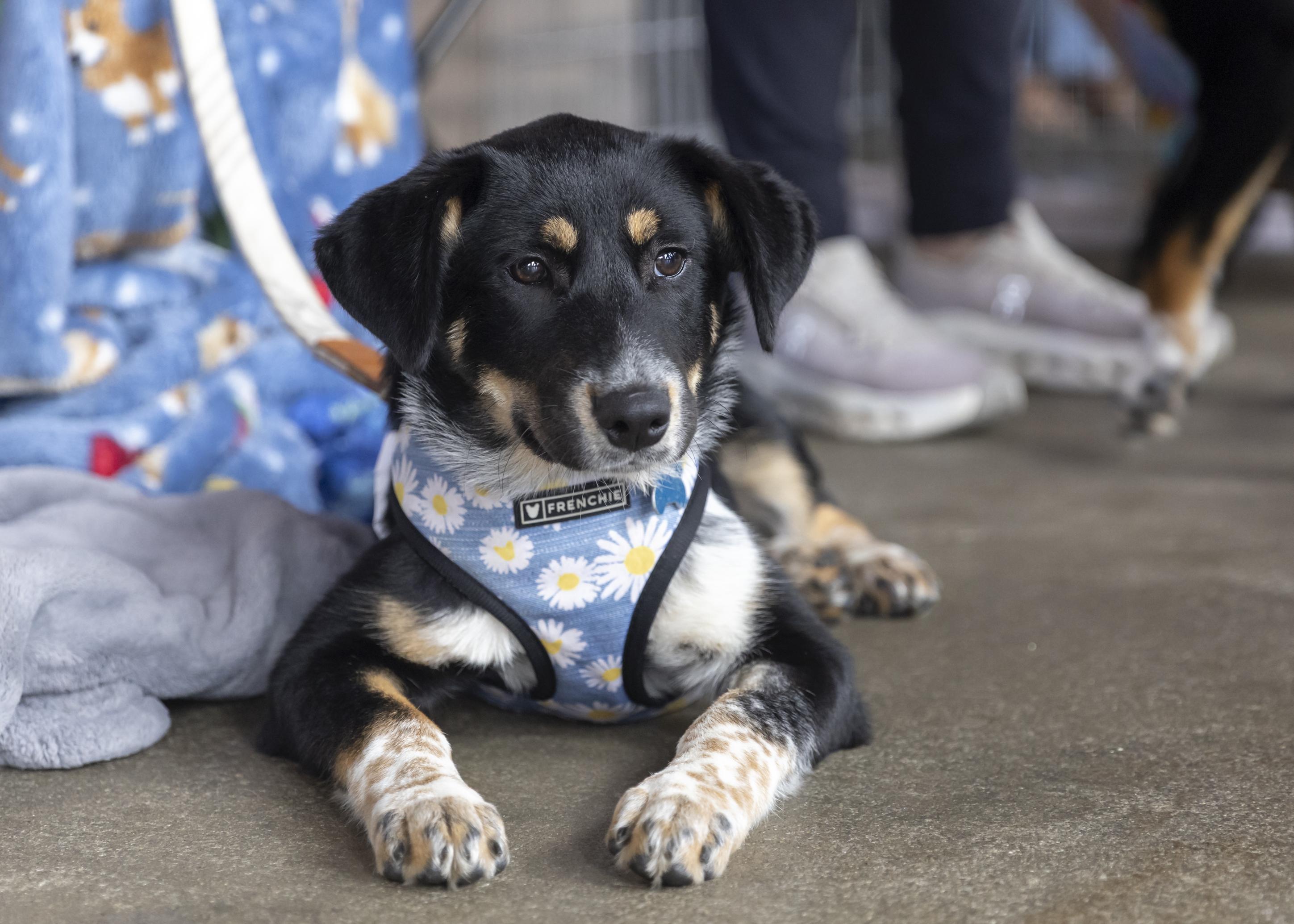 Enlarge Kinley, a Adoptable mixed breed in Minneapolis, MN image 2/6
