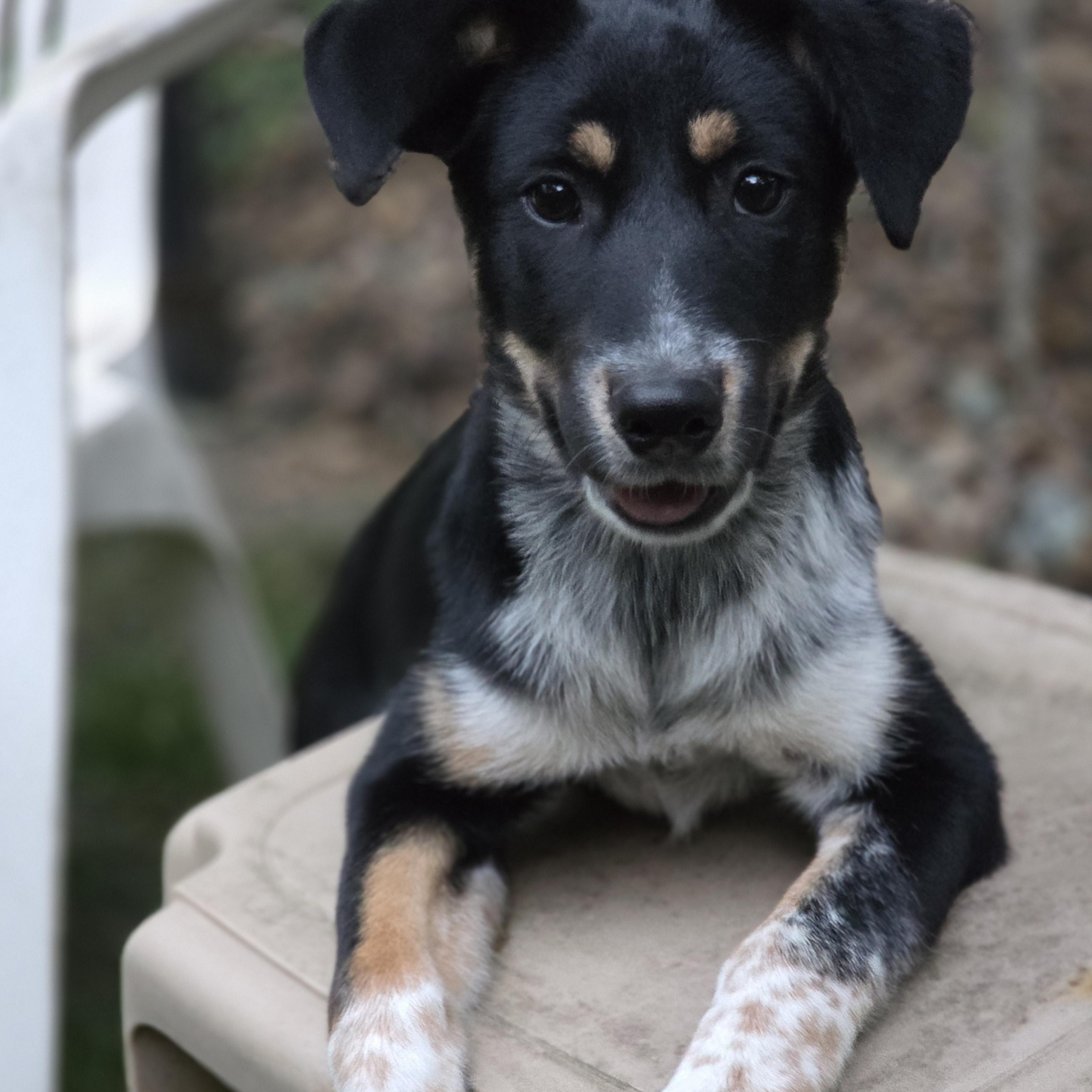 Enlarge Kinley, a Adoptable mixed breed in Minneapolis, MN image 3/6