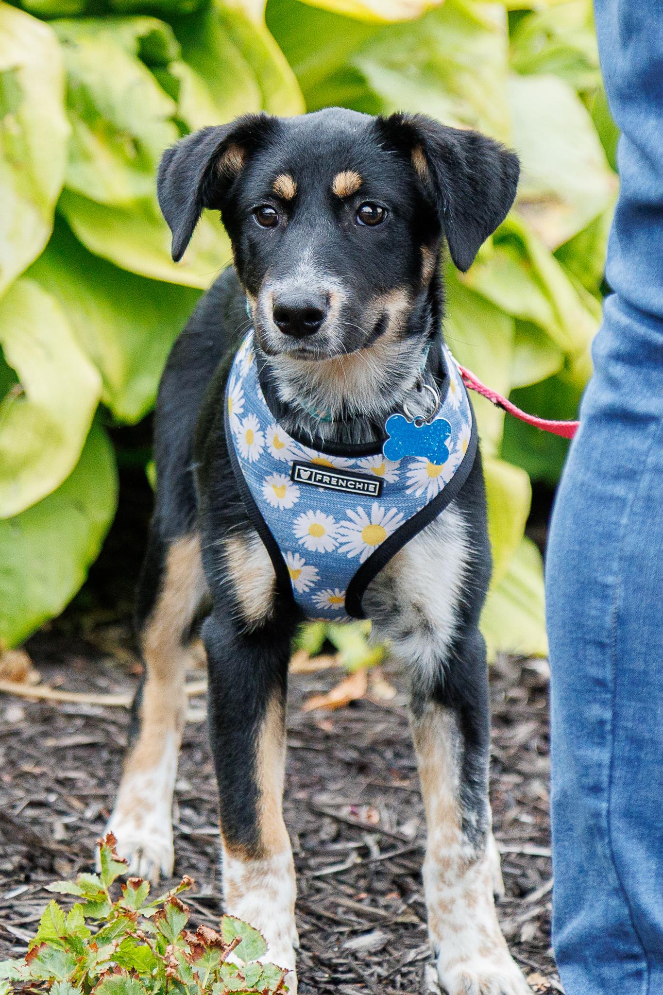 Enlarge Kinley, a Adoptable mixed breed in Minneapolis, MN image 4/6